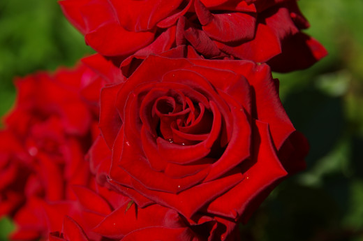 650746 (a): :2416x1600